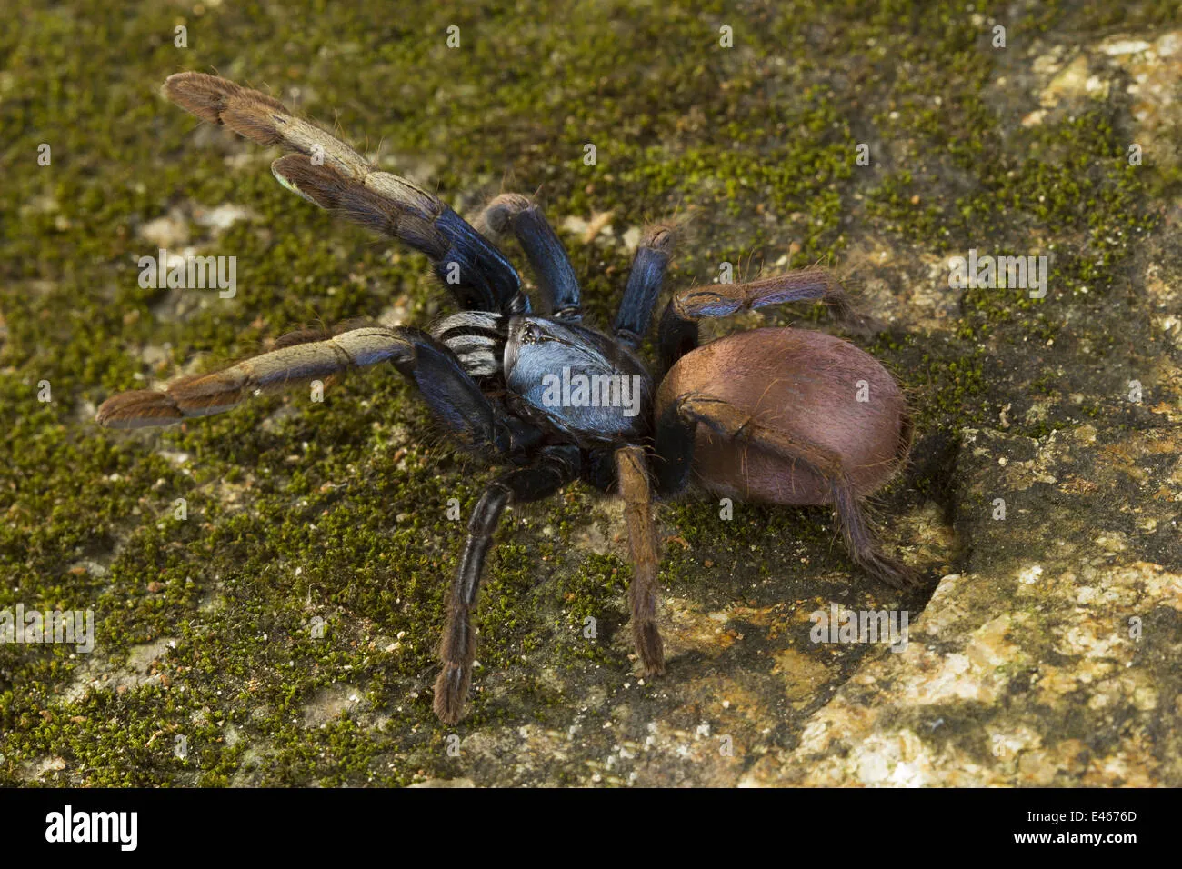 24021 brazilian black tarantula