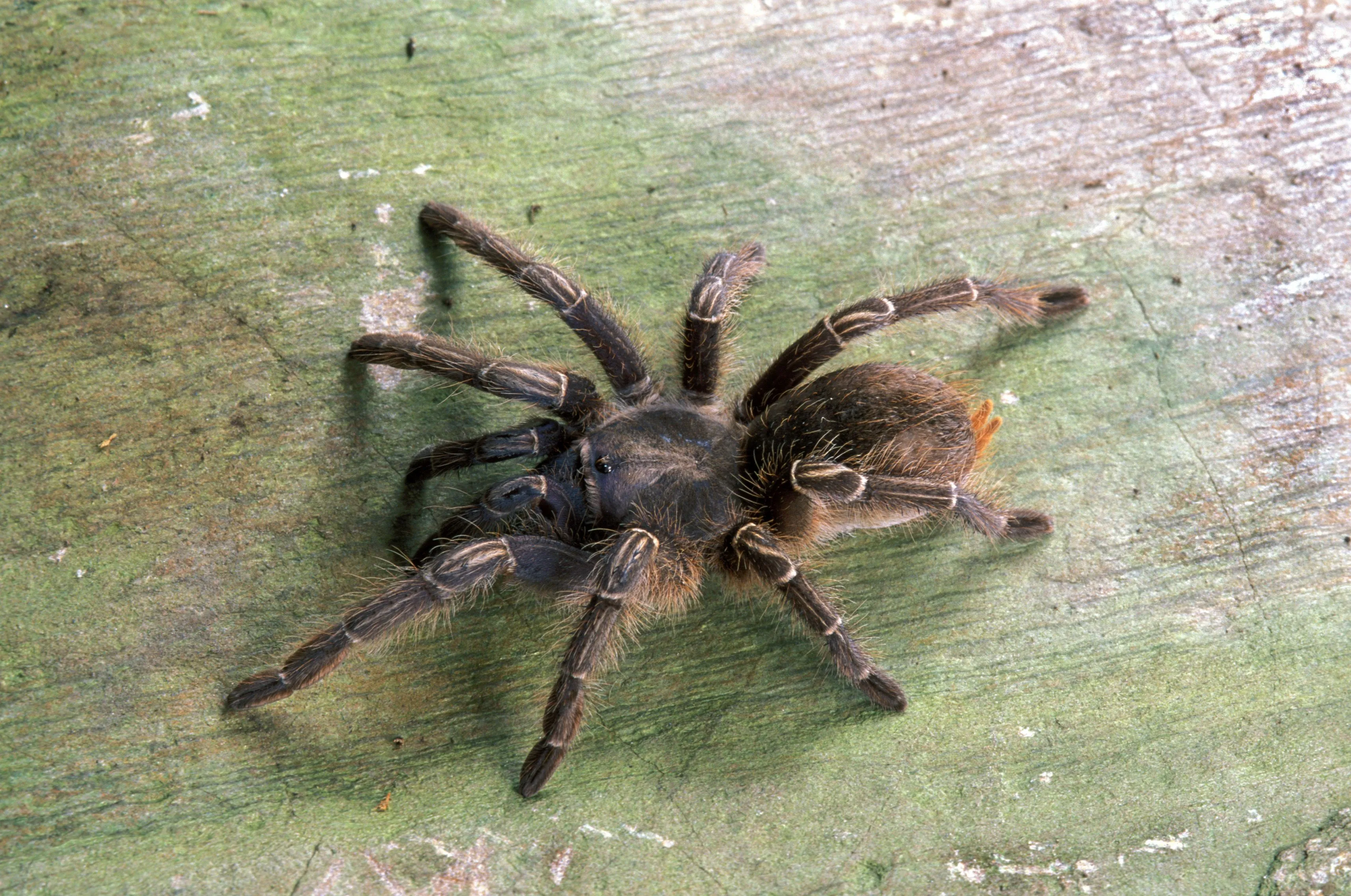 24021 brazilian salmon pink tarantula