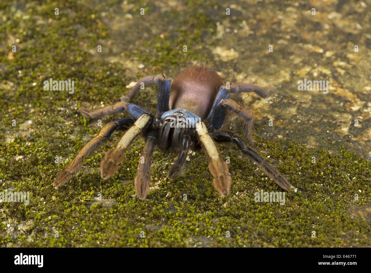 24021 curly hair tarantula