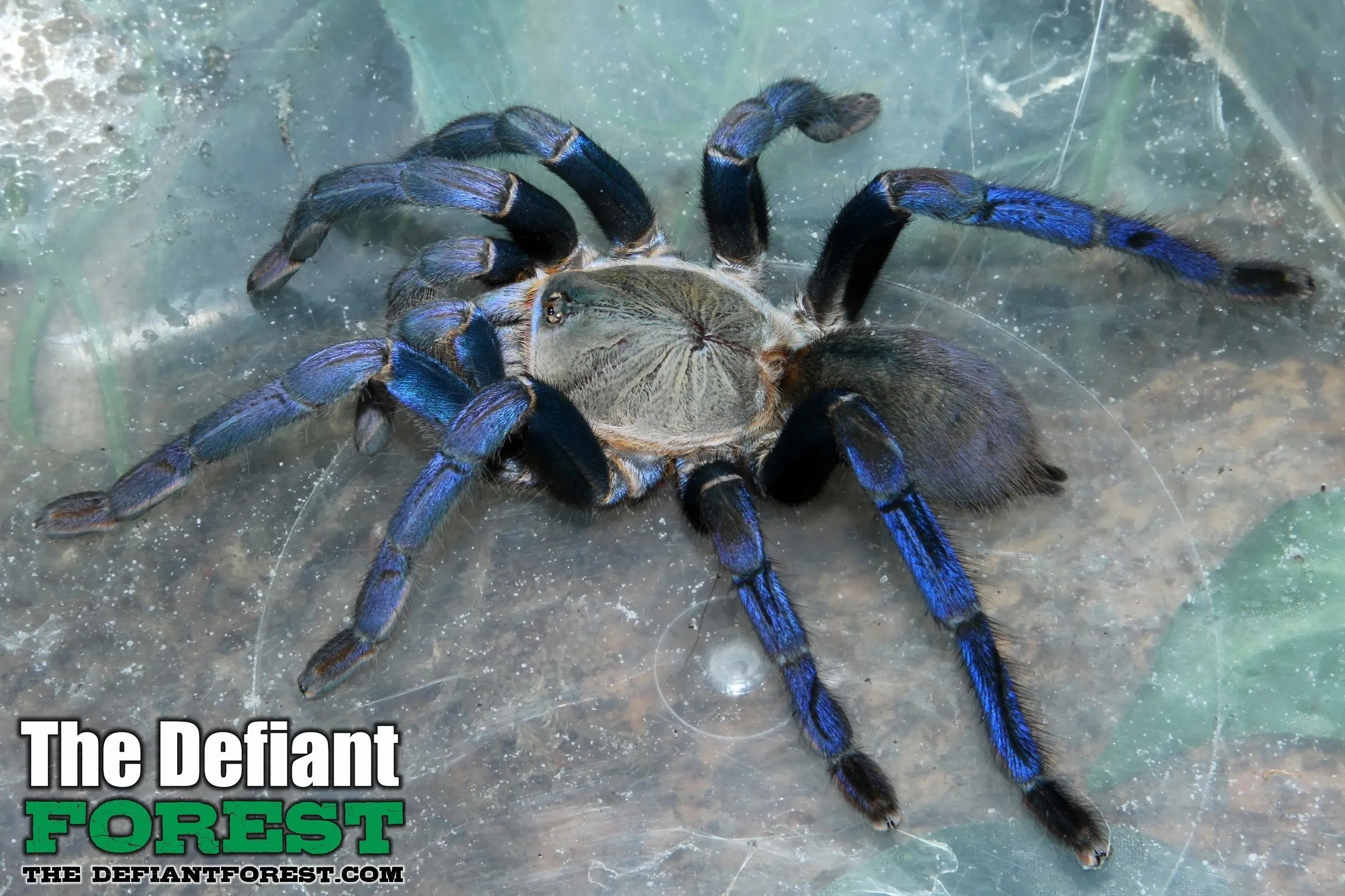 24021 giant white knee tarantula