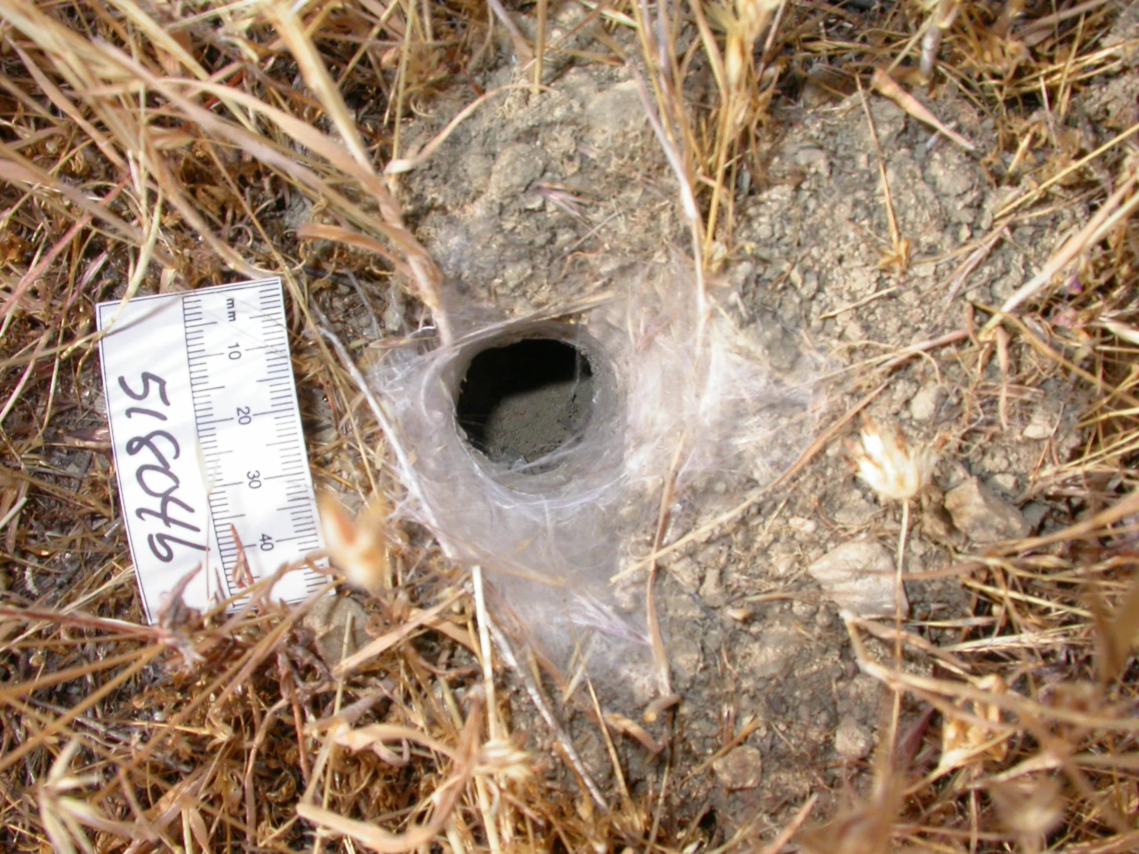 /img/24021-purple-bloom-tarantula.webp