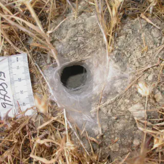 /img/24021-purple-bloom-tarantula.webp
