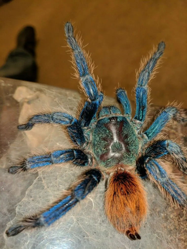 24025 blue tarantula enclosure overview