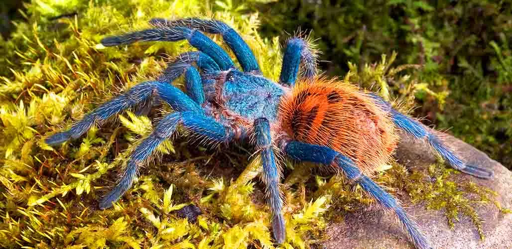 24025 secure tarantula enclosure