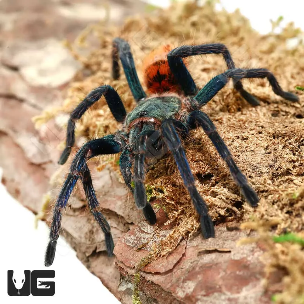 24025 tarantula enclosure size