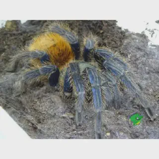 /img/24025-tarantula-feeding.webp