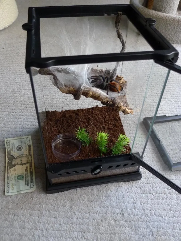 24025 tarantula humidity measurement
