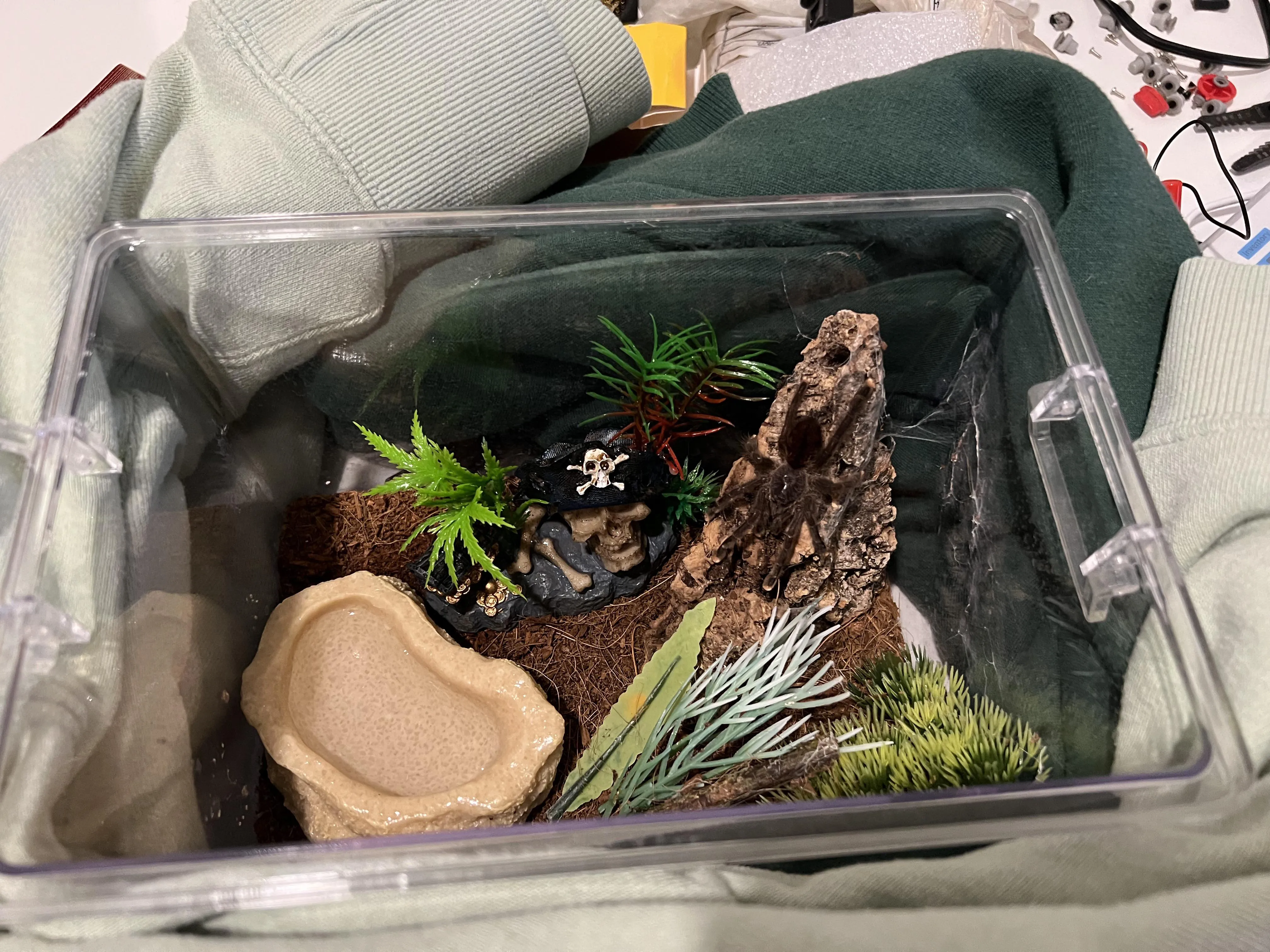 24026 versicolor tarantula eating