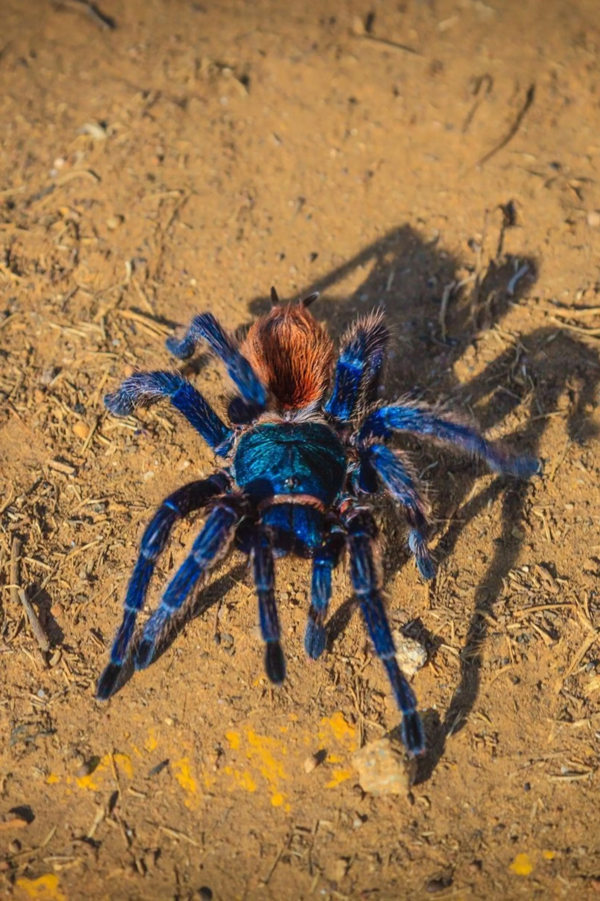 /img/24027-tarantula-personality.webp