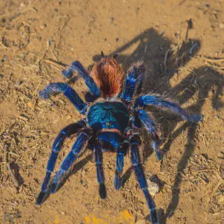 /img/24027-tarantula-personality.webp