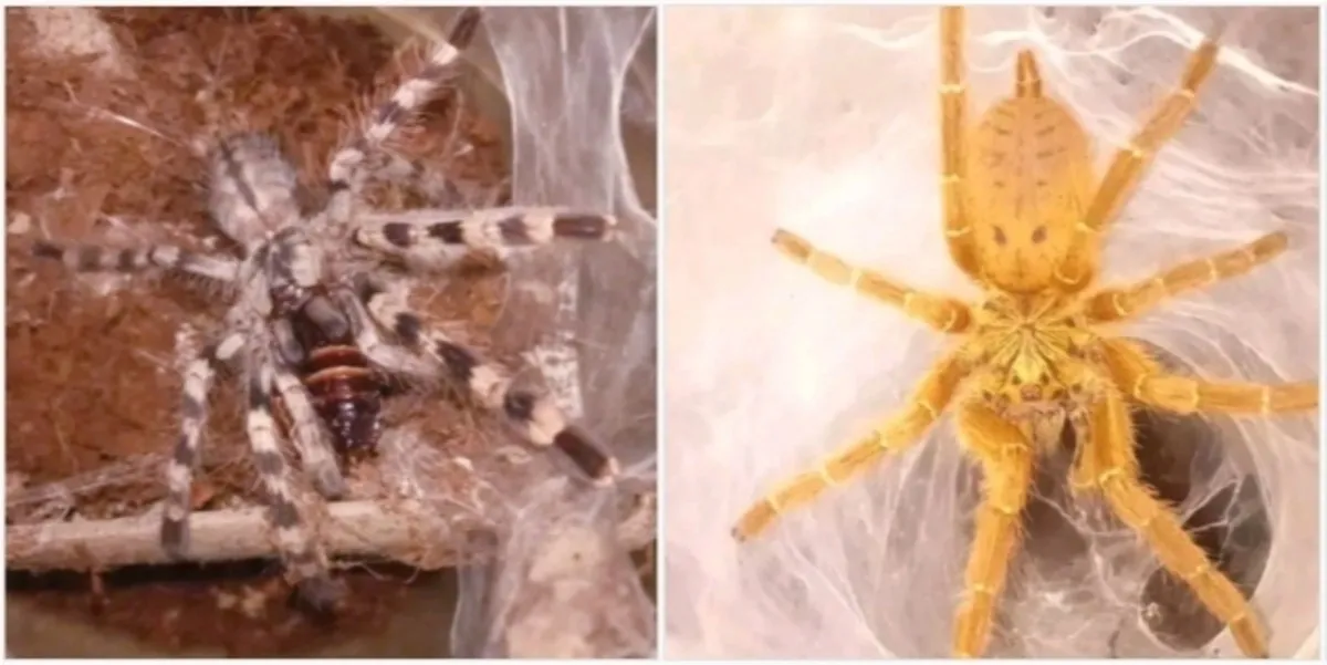 24027 tarantula species