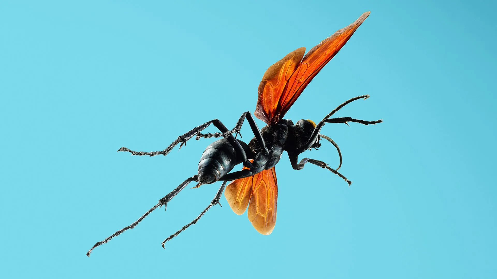 24031 tarantula hawk habitat