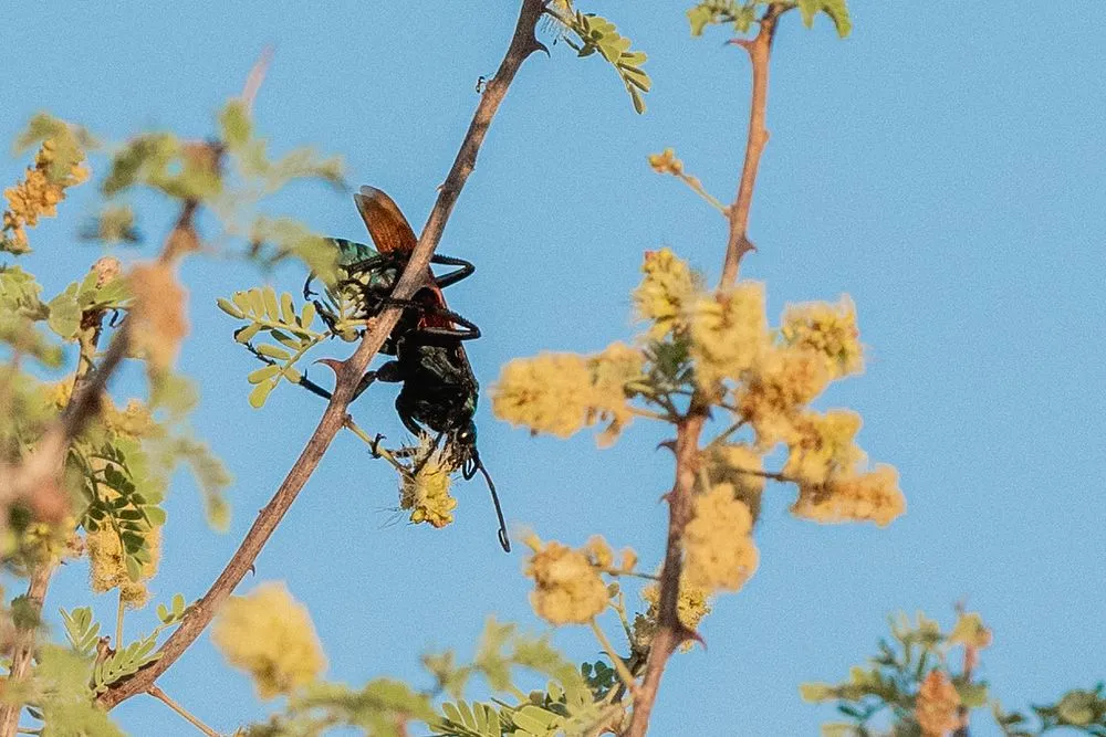 24031 tarantula hawk larva