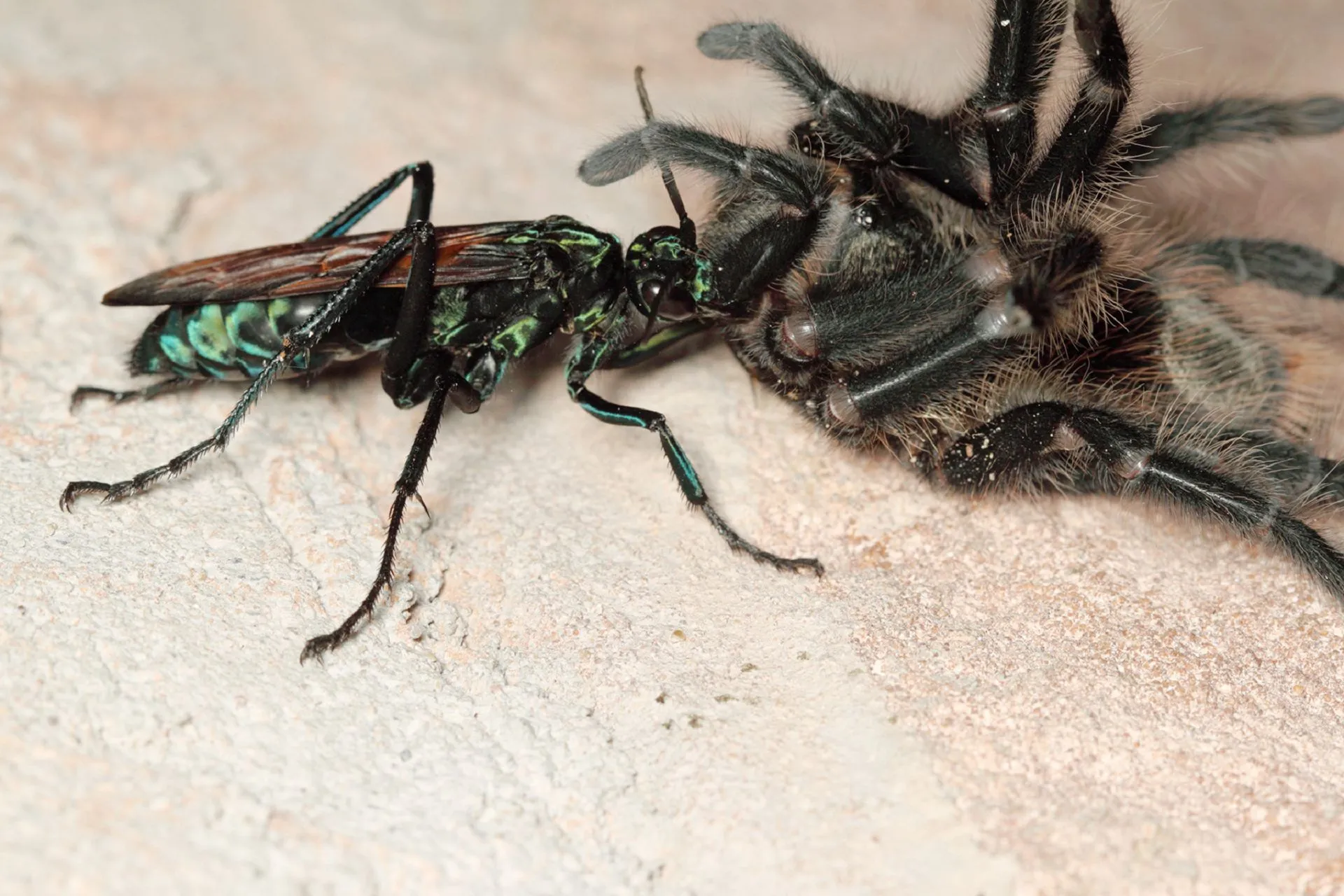 24031 tarantula hawk size