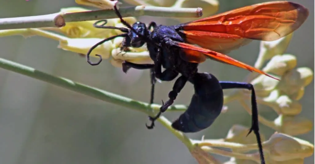 /img/24031-tarantula-hawk-threats.webp