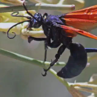 /img/24031-tarantula-hawk-threats.webp