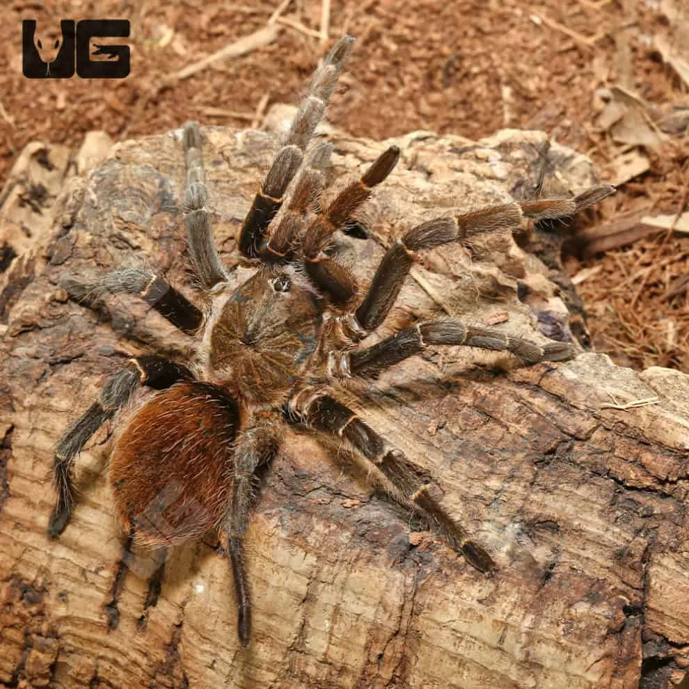 24032 tarantula close up