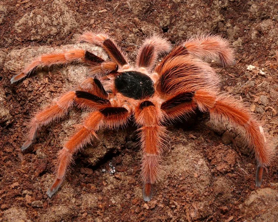 24033 columbian red leg tarantula image2