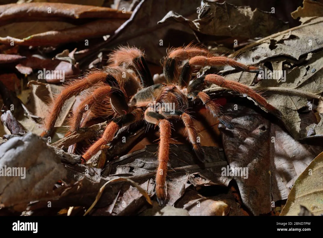 24033 columbian red leg tarantula image3