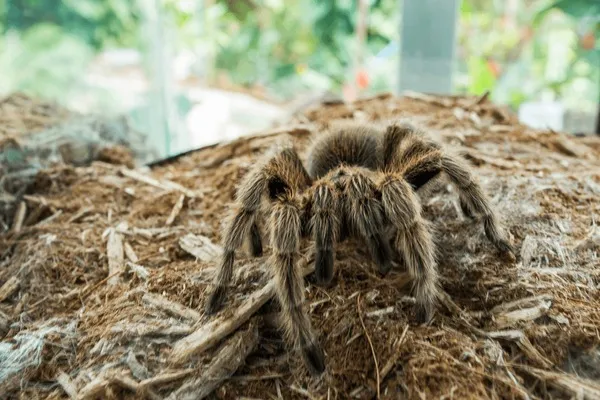 24033 columbian red leg tarantula image4