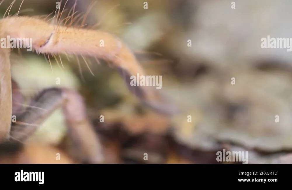 24033 columbian red leg tarantula image6