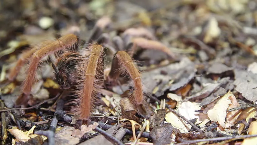 /img/24033-columbian-red-leg-tarantula-image7.webp