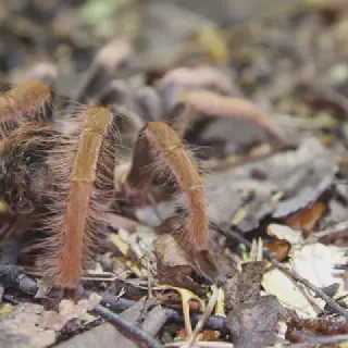 /img/24033-columbian-red-leg-tarantula-image7.webp