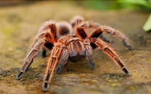 /img/24034-tarantula-cost-saving.webp