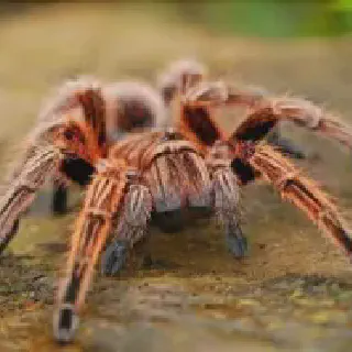 /img/24034-tarantula-cost-saving.webp