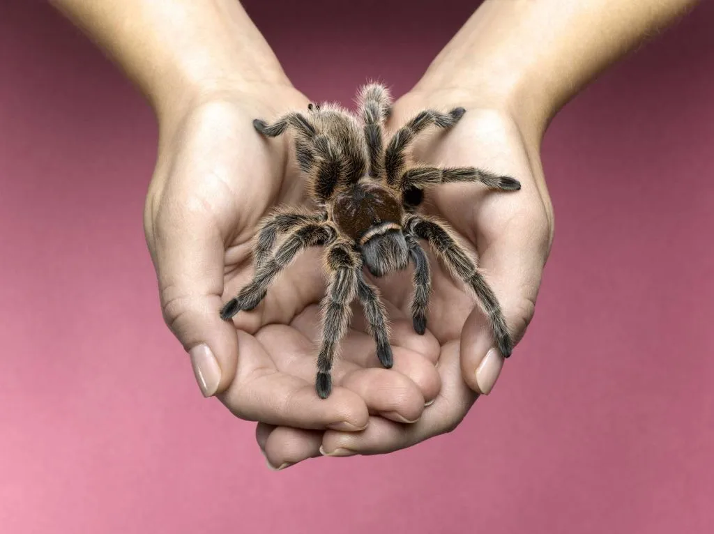 24034 tarantula enclosure