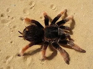 24034 tarantula vet