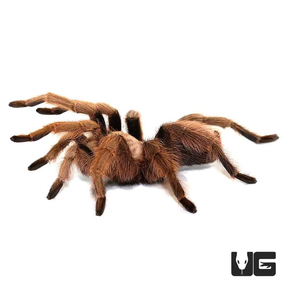 24035 arizona blonde tarantula enclosure
