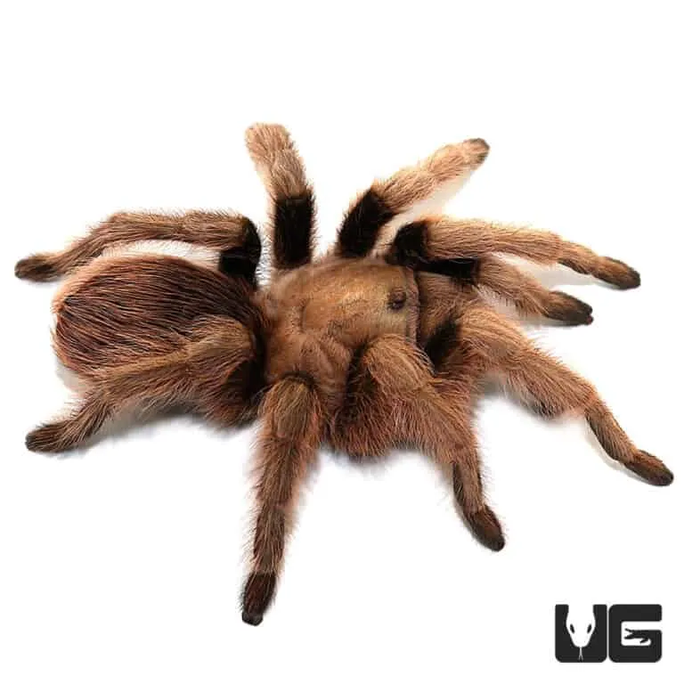 24035 arizona blonde tarantula feeding