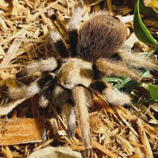 /img/24035-arizona-blonde-tarantula-habitat.webp