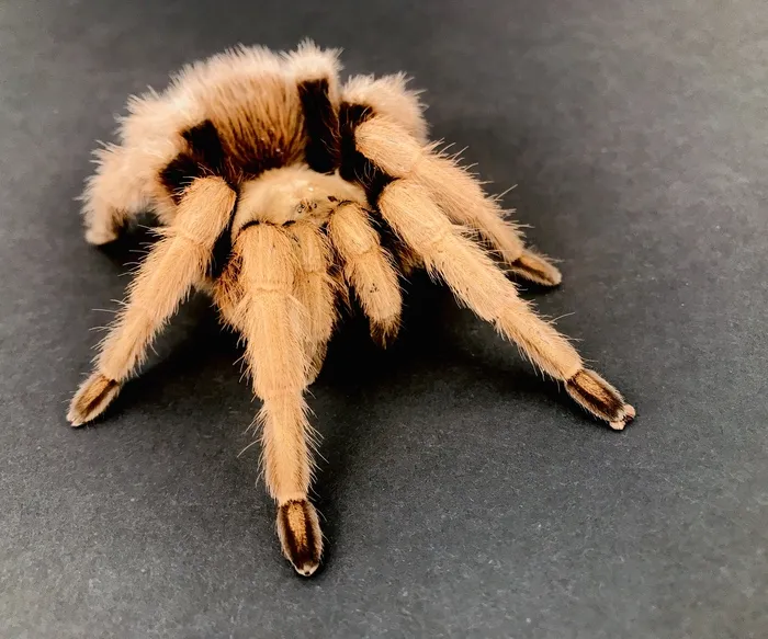 24035 arizona blonde tarantula size comparison