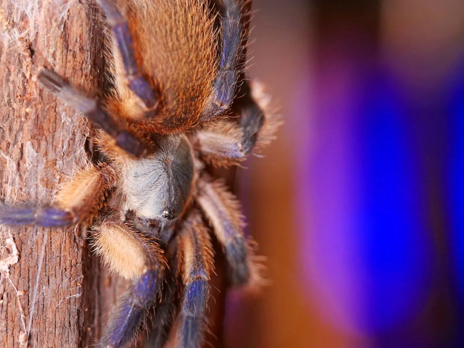 24036 newbie tarantula owner