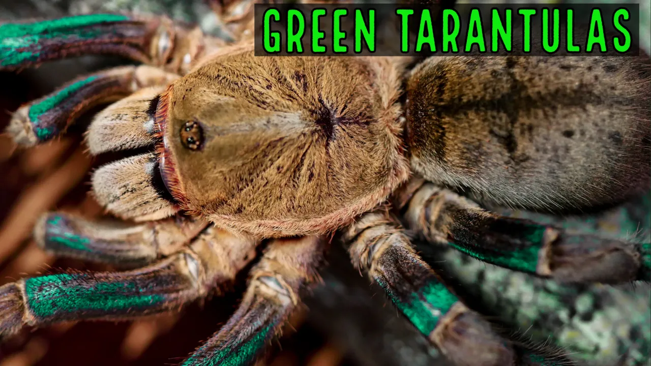 24036 tarantula facebook group header