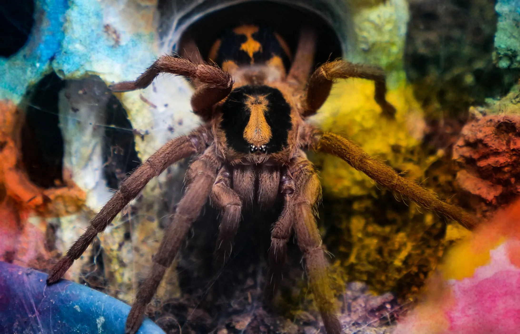 24036 tarantula feeding guide