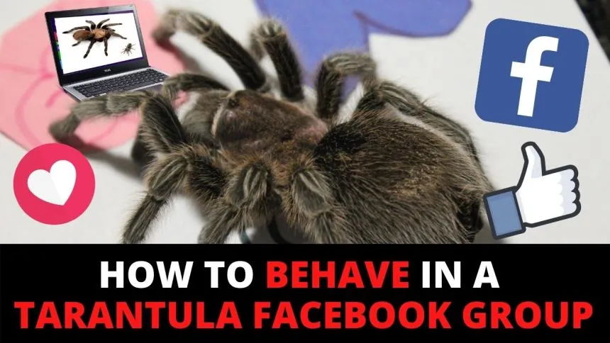 24036 tarantula species identification