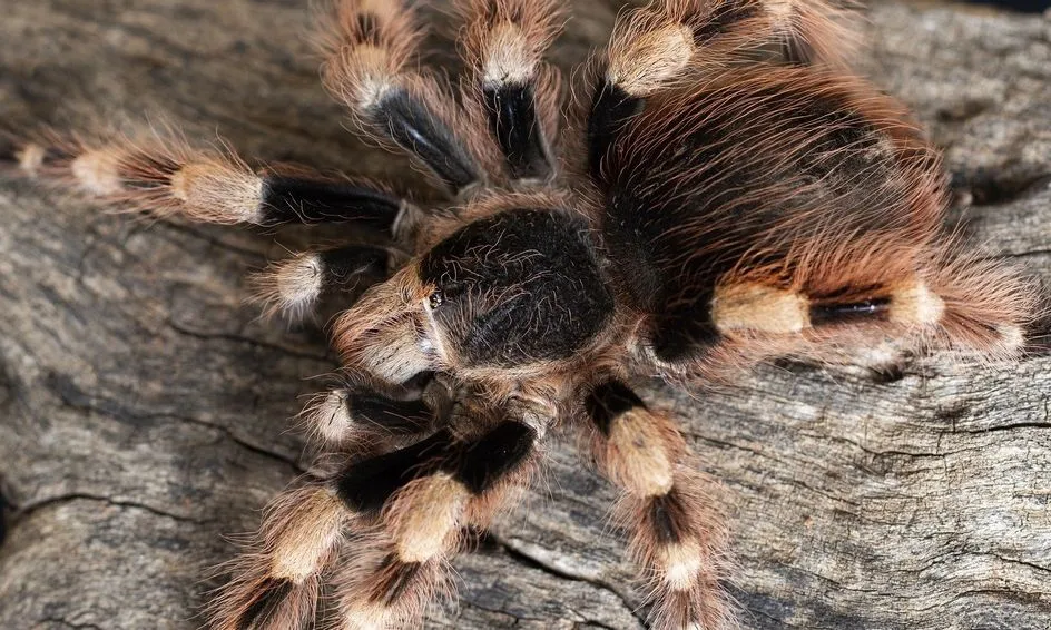 24039 hairy tarantula busy times