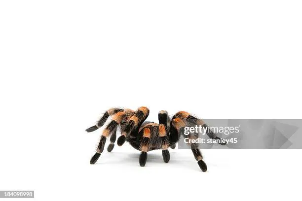 24039 hairy tarantula event