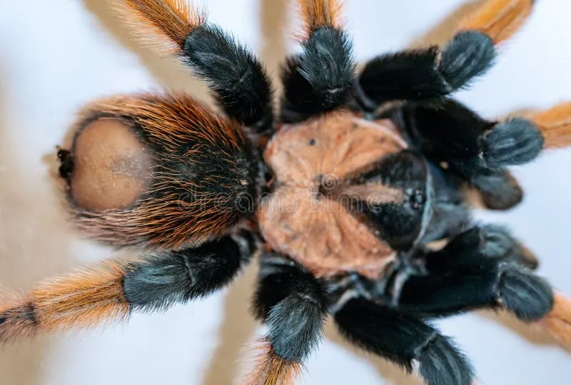 24039 hairy tarantula phone call
