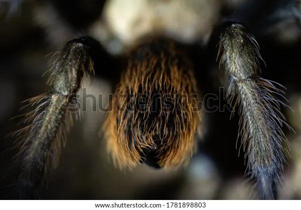 /img/24039-hairy-tarantula-planning.webp