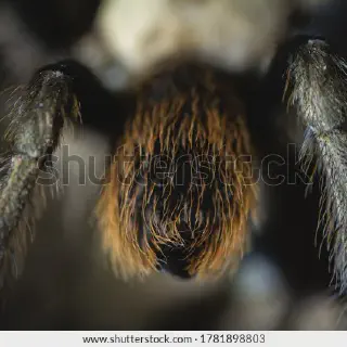 /img/24039-hairy-tarantula-planning.webp
