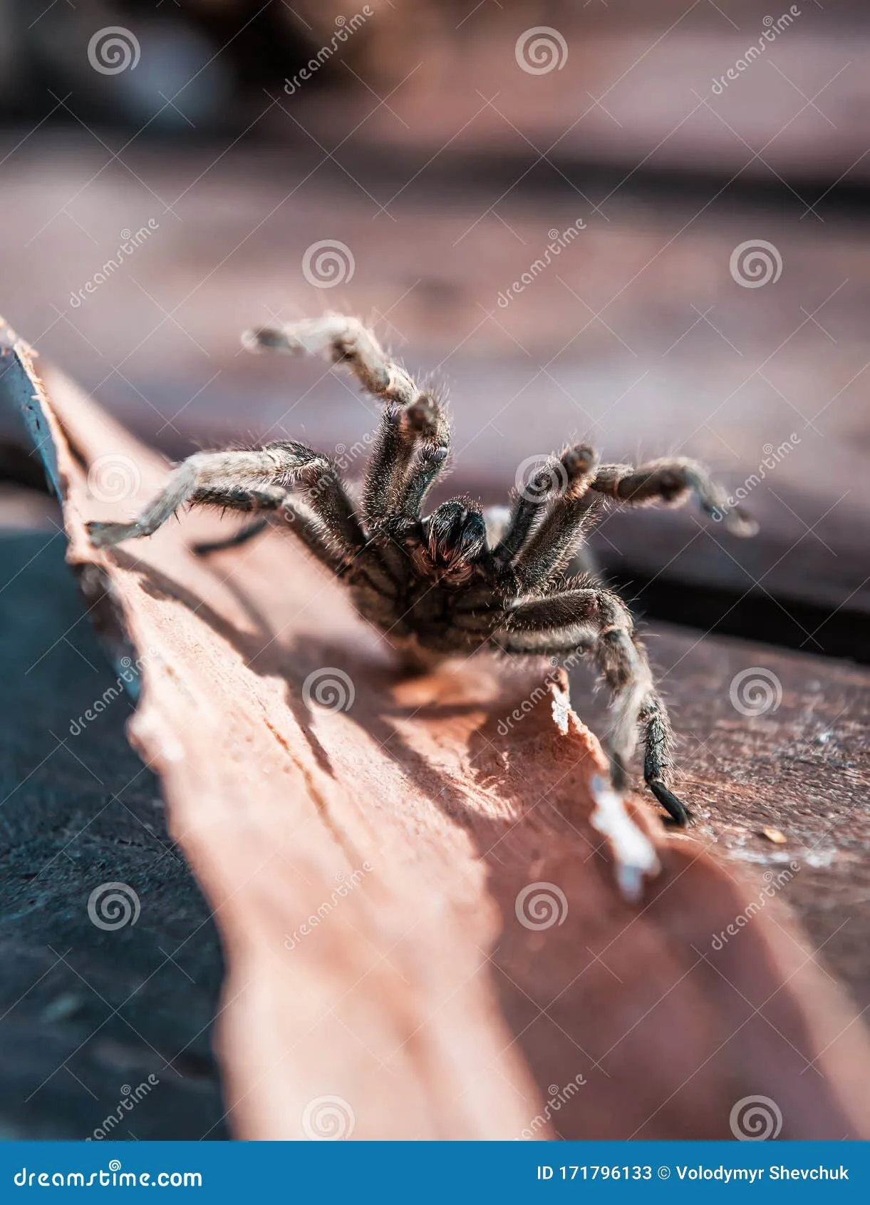 24039 hairy tarantula review platform