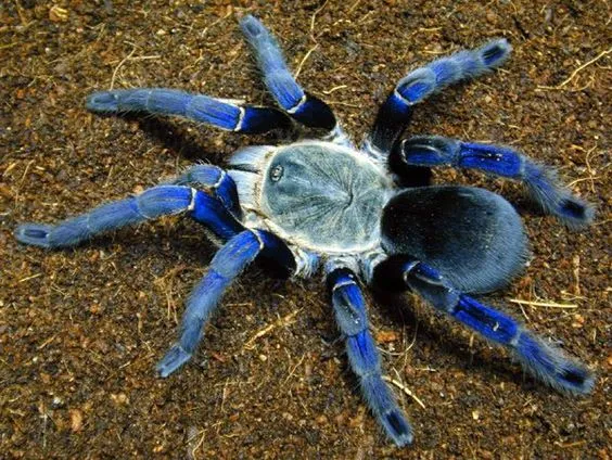 24040 cobalt blue tarantula close up
