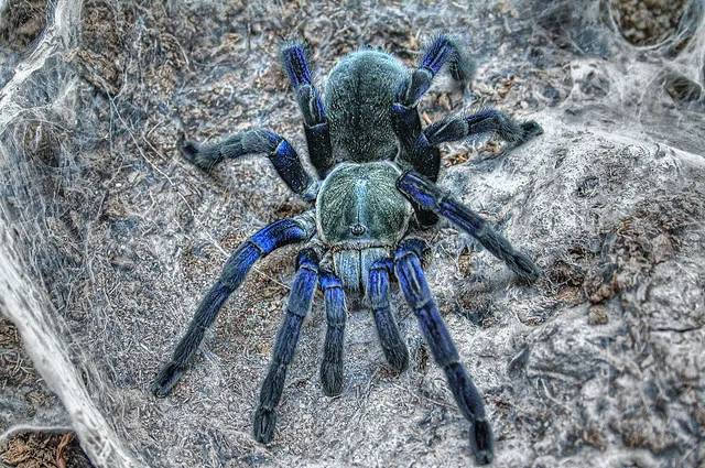 24040 cobalt blue tarantula habitat