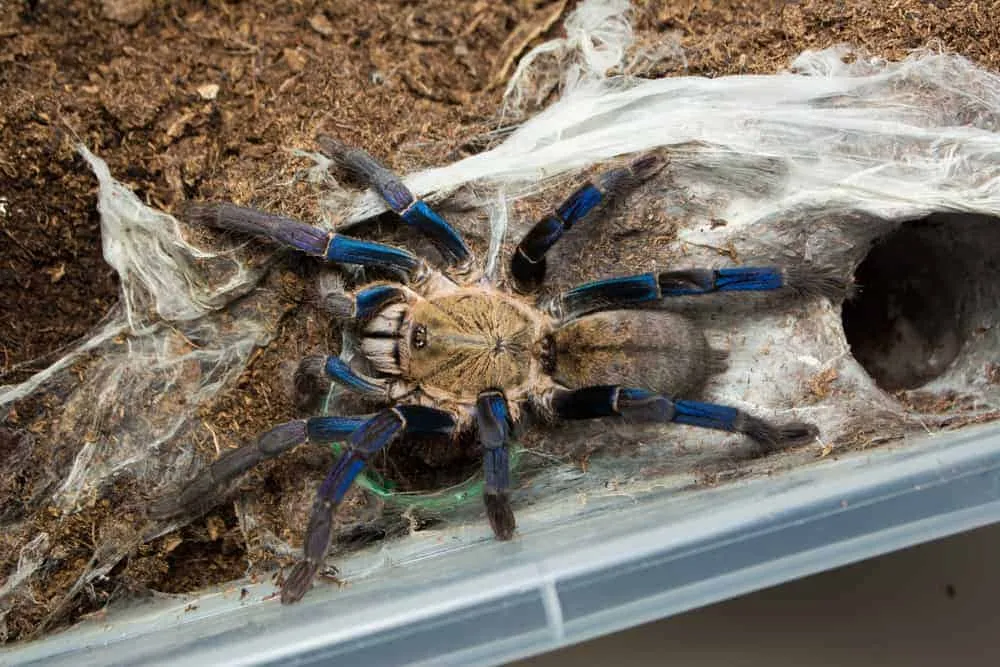 24040 cobalt blue tarantula handling