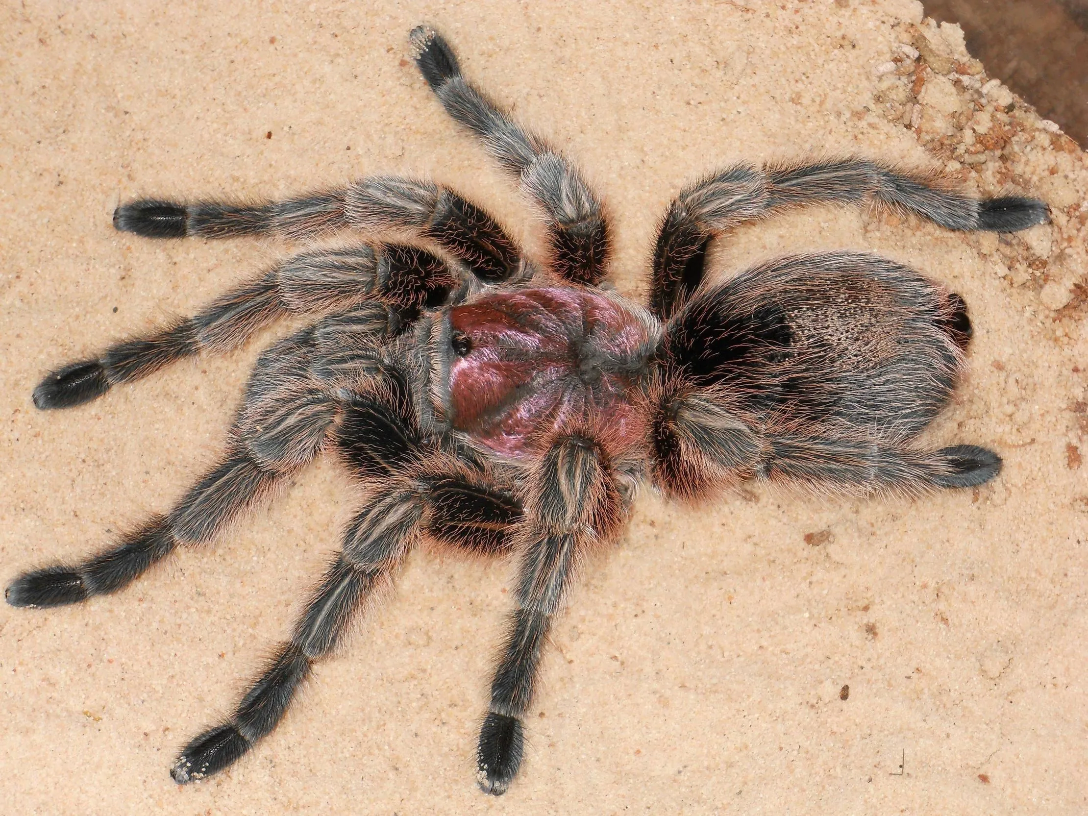 24041 chilean rose tarantula habitat