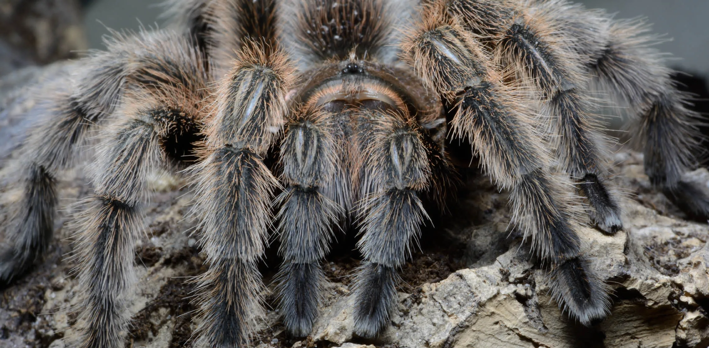 24041 chilean rose tarantula molting